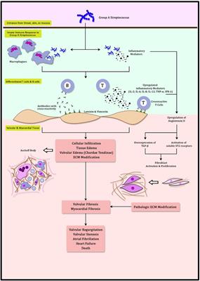 Myocardial fibrosis in rheumatic heart disease: emerging concepts and clinical implications